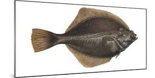 Image result for Platichthys flesus