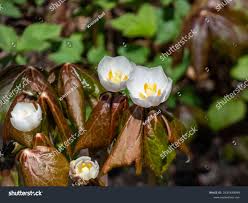 Attēlu rezultāti vaicājumam “Podophyllum hexandrum flower”