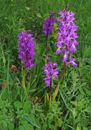 Attēlu rezultāti vaicājumam “Orchis mascula leaf”