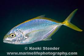 Image result for Caranx bartholomaei