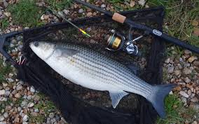 Image result for Chelon ramada