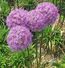Attēlu rezultāti vaicājumam “Allium holandicum flower”