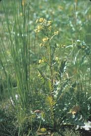 Attēlu rezultāti vaicājumam “Rorippa palustris leaf”