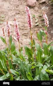 Attēlu rezultāti vaicājumam “Polygonaceae”