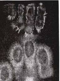 Image result for Jakub Jodko-Narkiewicz Kirlian