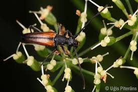 Attēlu rezultāti vaicājumam “Stenurella melanura”