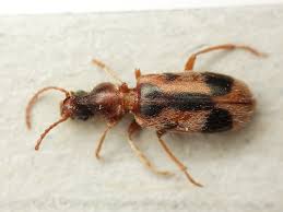 Attēlu rezultāti vaicājumam “Notoxus monoceros”