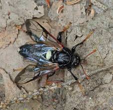 Attēlu rezultāti vaicājumam “Cimbex luteus”