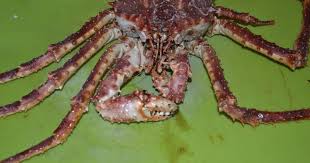 Image result for Lithodes maja