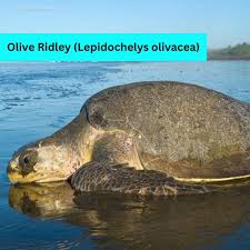 Image result for Lepidochelys olivacea
