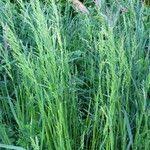 Attēlu rezultāti vaicājumam “Poa nemoralis fruit”