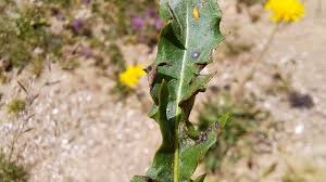 Attēlu rezultāti vaicājumam “Leontodon hispidus fruit”