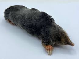 Attēlu rezultāti vaicājumam “Talpa europaea”