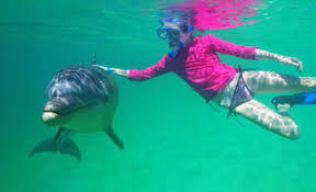 Image result for Belfairs Dolphins Snorkelling Club