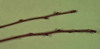 Attēlu rezultāti vaicājumam “Exochorda giraldii var. wilsonii”