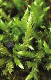 Attēlu rezultāti vaicājumam “Brachythecium rutabulum”