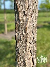 Attēlu rezultāti vaicājumam “Gymnocladus dioicus”