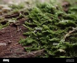 Attēlu rezultāti vaicājumam “Blepharostoma trichophyllum”