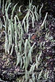 Attēlu rezultāti vaicājumam “Cladonia coniocraea”