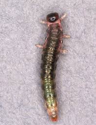 Attēlu rezultāti vaicājumam “Nematus salicis larva”