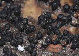 Attēlu rezultāti vaicājumam “Licea minima sessile”