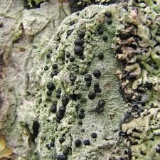 Attēlu rezultāti vaicājumam “Mycoblastus sanguinarius”