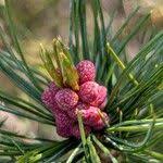 Attēlu rezultāti vaicājumam “Pinus pumila male flower”