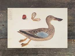 Attēlu rezultāti vaicājumam “Anas clypeata”