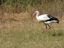 Attēlu rezultāti vaicājumam “Ciconia ciconia”