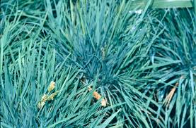 Attēlu rezultāti vaicājumam “Koeleria glauca flower”