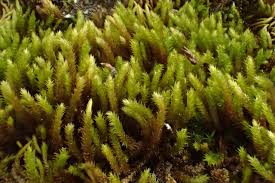 Attēlu rezultāti vaicājumam “Leucodon sciuroides”