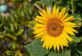 Attēlu rezultāti vaicājumam “Helianthus annuus flower”