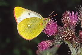 Attēlu rezultāti vaicājumam “Colias palaeno”