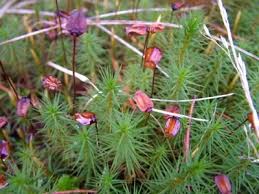 Attēlu rezultāti vaicājumam “Barbula convoluta sporophyte”