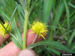 Attēlu rezultāti vaicājumam “Lysimachia thyrsiflora”