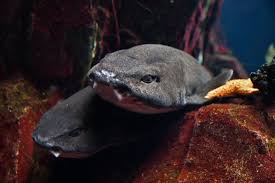 Image result for Scyliorhinus stellaris