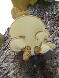 Attēlu rezultāti vaicājumam “Polyporus squamosus”