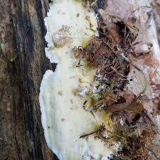 Attēlu rezultāti vaicājumam “Gloeoporus pannocinctus”