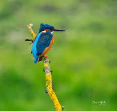 Attēlu rezultāti vaicājumam “Alcedo atthis”
