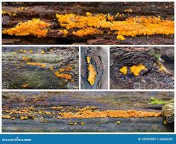 Attēlu rezultāti vaicājumam “Bisporella citrina”