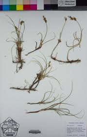 Attēlu rezultāti vaicājumam “Carex arenaria  leaf”