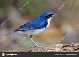 Image result for Luscinia cyane