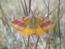 Attēlu rezultāti vaicājumam “Lythria cruentaria”