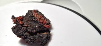 Attēlu rezultāti vaicājumam “Neonectria fuckeliana”