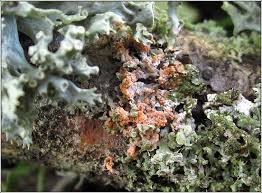 Attēlu rezultāti vaicājumam “Erythricium aurantiacum”