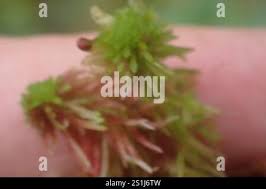 Attēlu rezultāti vaicājumam “Sphagnum quinquefarium”