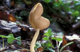 Attēlu rezultāti vaicājumam “Helvella elastica”