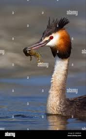 Attēlu rezultāti vaicājumam “Podiceps cristatus adult”