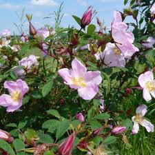 Attēlu rezultāti vaicājumam “Rosa majalis”