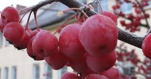 Attēlu rezultāti vaicājumam “Malus prunifolia fruit”
